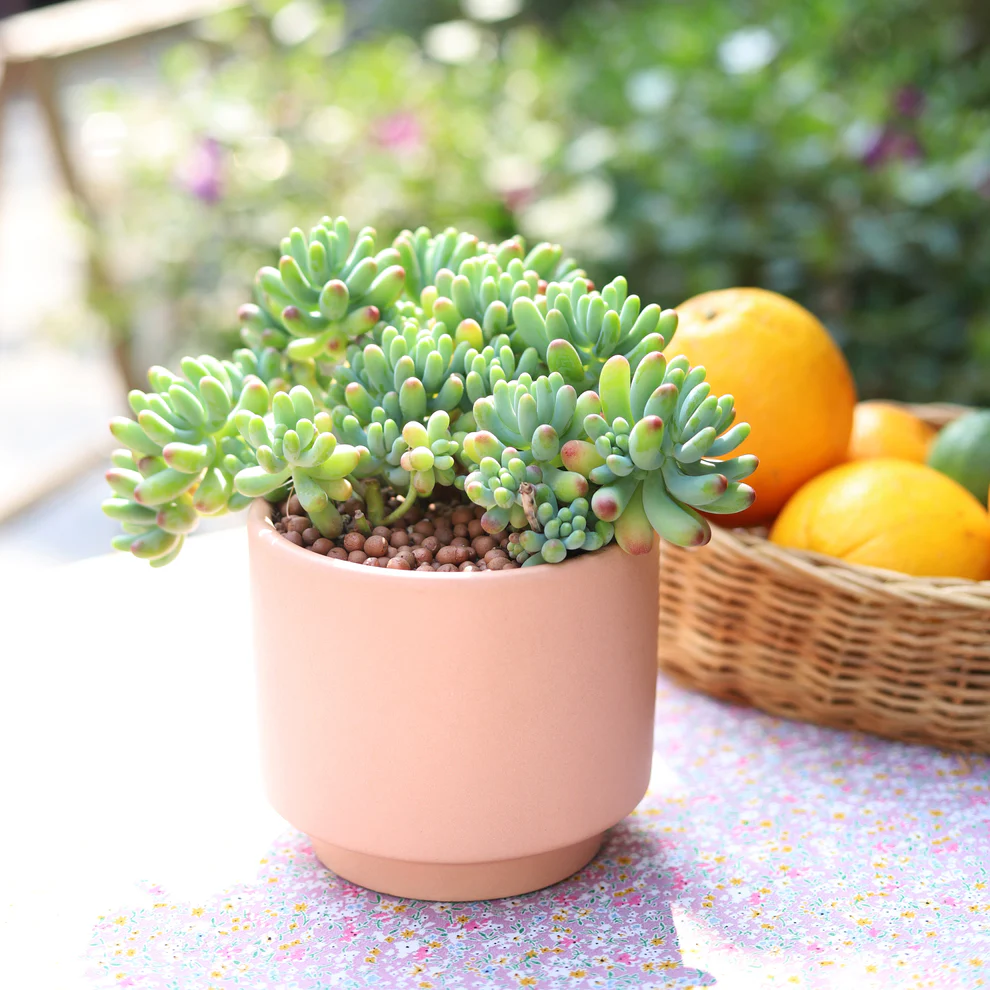 Blush Jelly Succulent Plant – Live Sedum Pachyphyllum in 2''–4'' Pot, Soft Green Succulent with Pink Tips for Indoor Decor