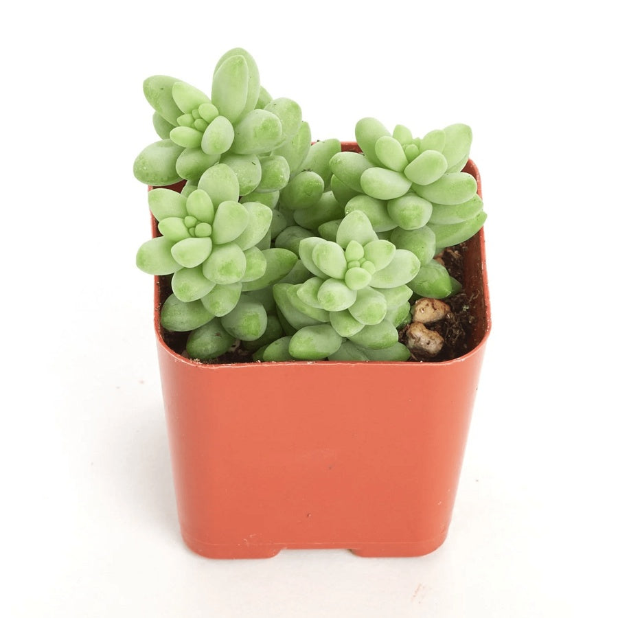 Burro’s Tail Succulent Plant – Live Sedum Morganianum Hanging Succulent in 2''–4'' Pot, Trailing Jelly Bean Plant for Indoor Decor