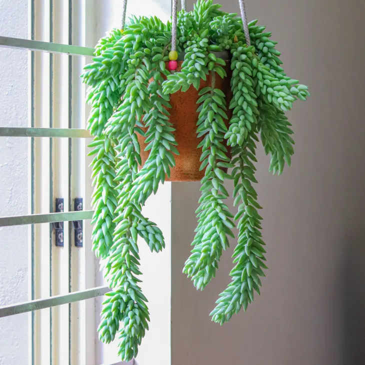 Burro’s Tail Succulent Plant – Live Sedum Morganianum Hanging Succulent in 2''–4'' Pot, Trailing Jelly Bean Plant for Indoor Decor