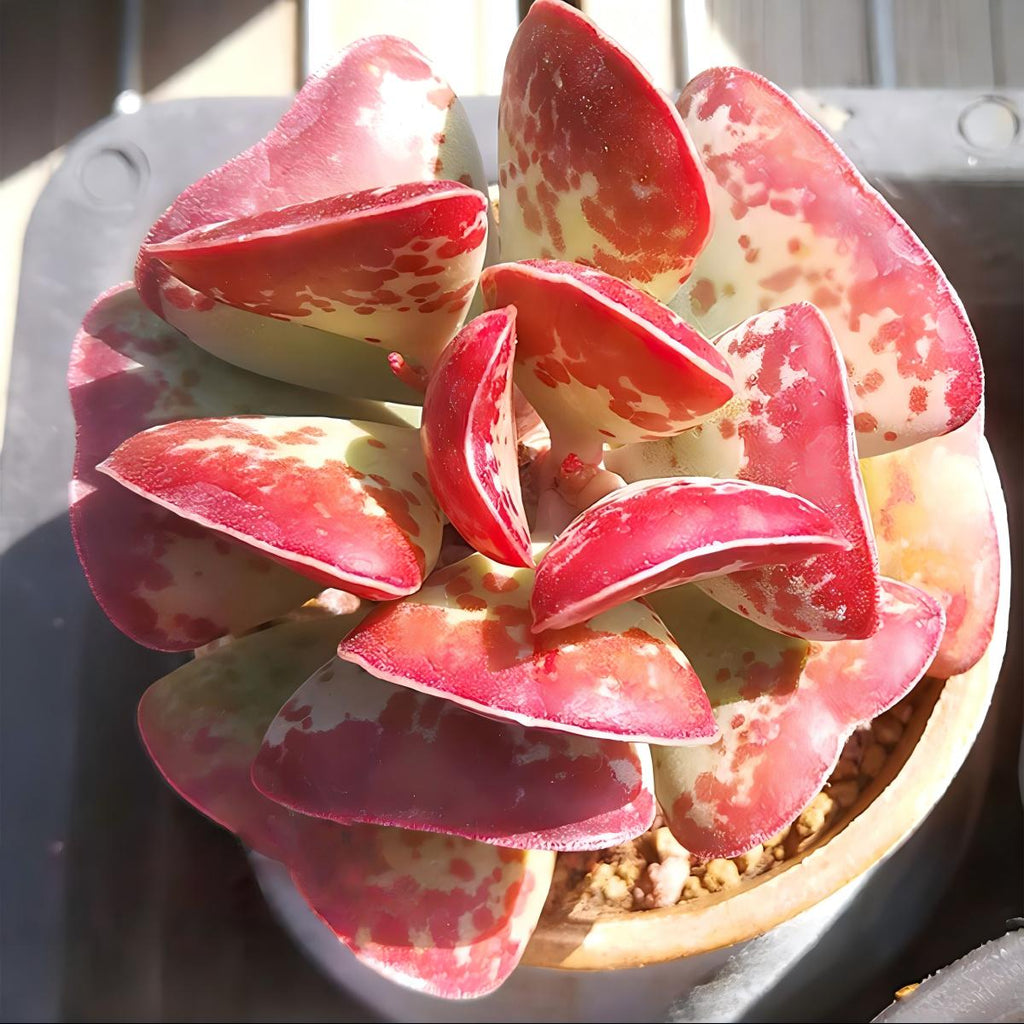 Calico Hearts Succulent – Adromischus Maculatus Live Plant in 2''–4'' Pot, Red Spotted Heart Leaf Rare Succulent