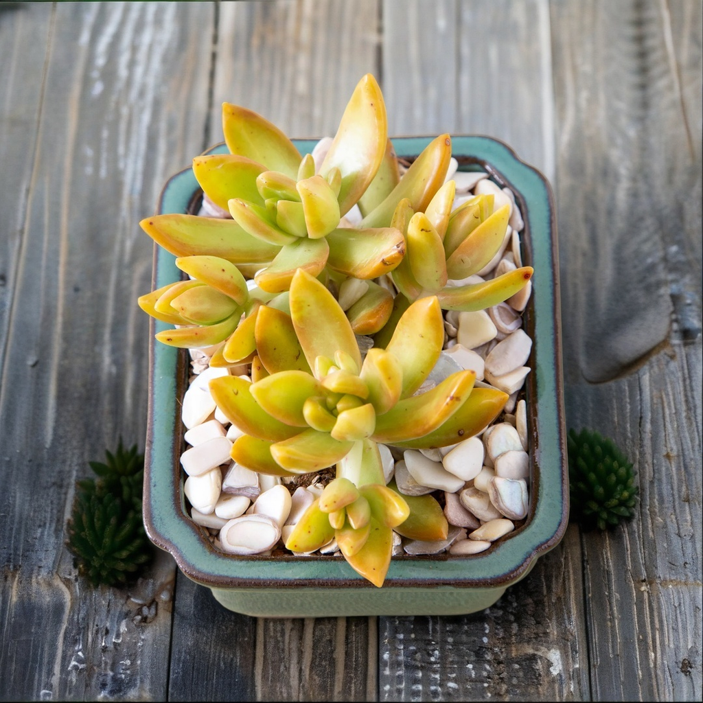 Golden Glow Succulent Plant – Live Sedum Adolphii in 2''–4'' Pot, Yellow Orange Rosette Succulent for Indoor Decor & Gift