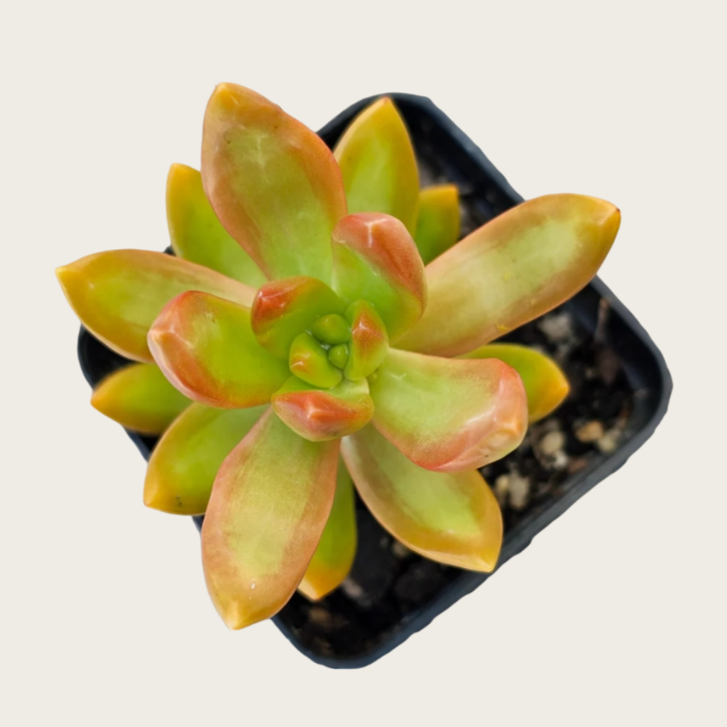 Golden Glow Succulent Plant – Live Sedum Adolphii in 2''–4'' Pot, Yellow Orange Rosette Succulent for Indoor Decor & Gift