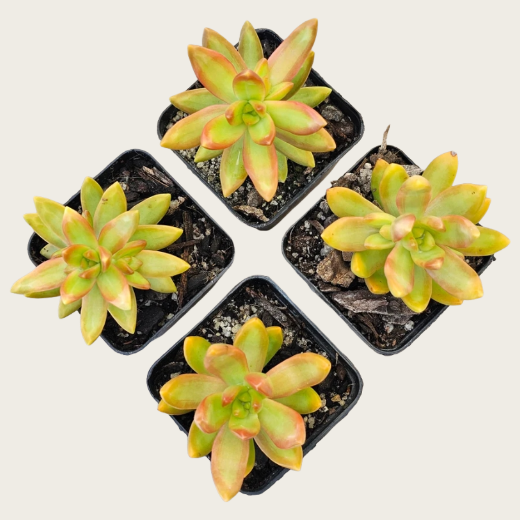 Golden Glow Succulent Plant – Live Sedum Adolphii in 2''–4'' Pot, Yellow Orange Rosette Succulent for Indoor Decor & Gift