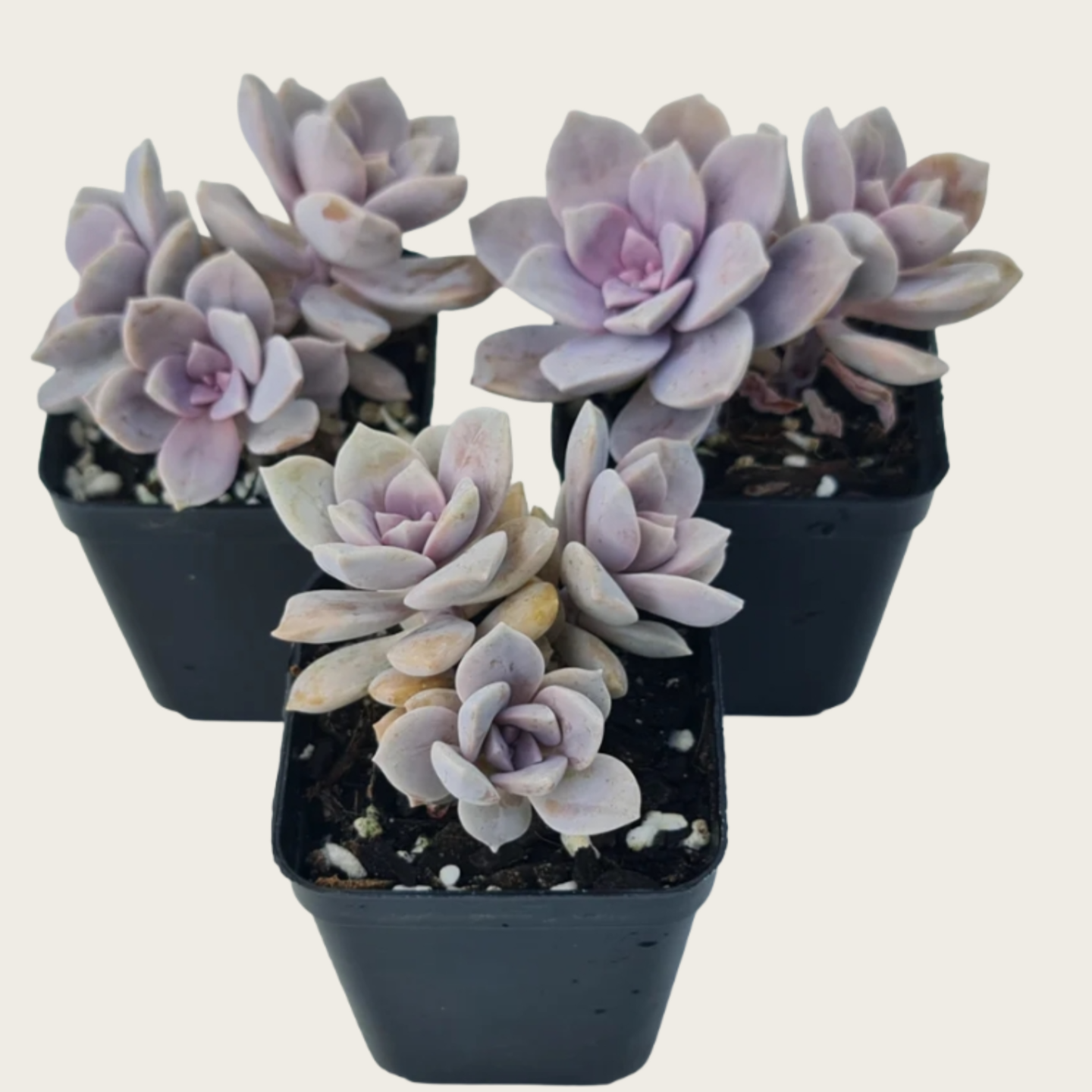 Pink Rose Succulent Plant – Live Echeveria Rosette Succulent in 2''–4'' Pot, Elegant Blush Succulent for Indoor Decor & Gift