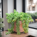 Burro’s Tail Succulent Plant – Live Sedum Morganianum Hanging Succulent in 2''–4'' Pot, Trailing Jelly Bean Plant for Indoor Decor