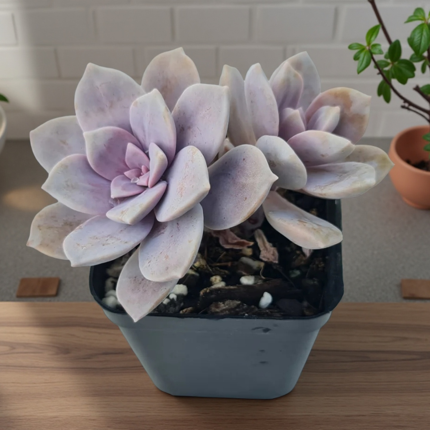 Pink Rose Succulent Plant – Live Echeveria Rosette Succulent in 2''–4'' Pot, Elegant Blush Succulent for Indoor Decor & Gift