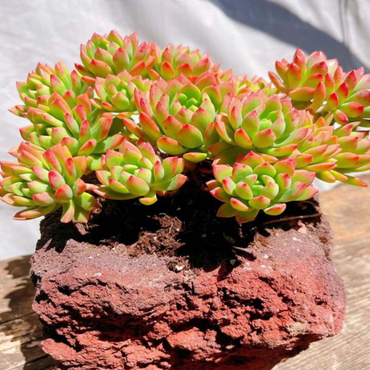 Golden Glow Succulent Plant – Live Sedum Adolphii in 2''–4'' Pot, Yellow Orange Rosette Succulent for Indoor Decor & Gift