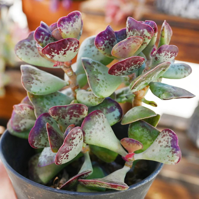 Calico Hearts Succulent – Adromischus Maculatus Live Plant in 2''–4'' Pot, Red Spotted Heart Leaf Rare Succulent