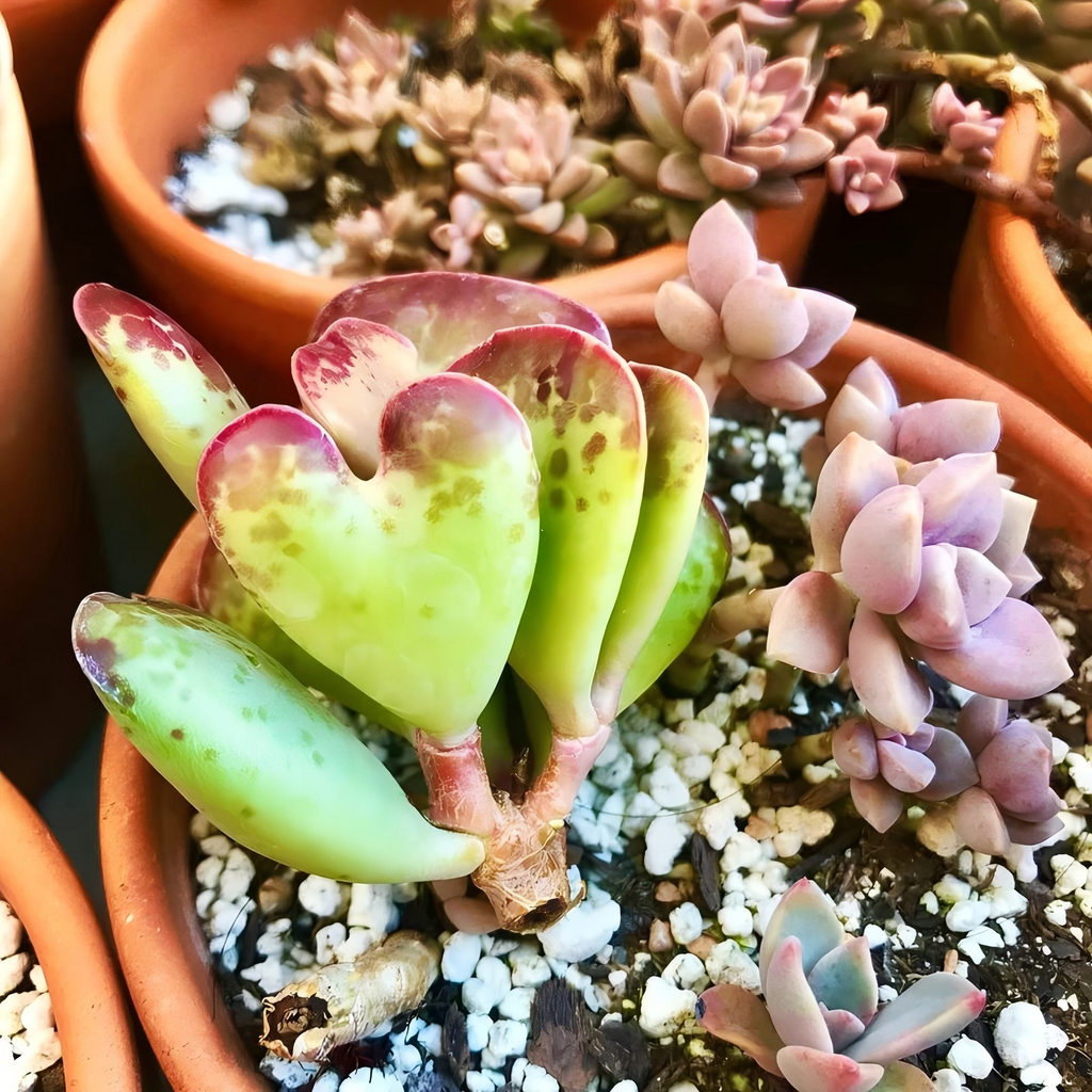Calico Hearts Succulent – Adromischus Maculatus Live Plant in 2''–4'' Pot, Red Spotted Heart Leaf Rare Succulent