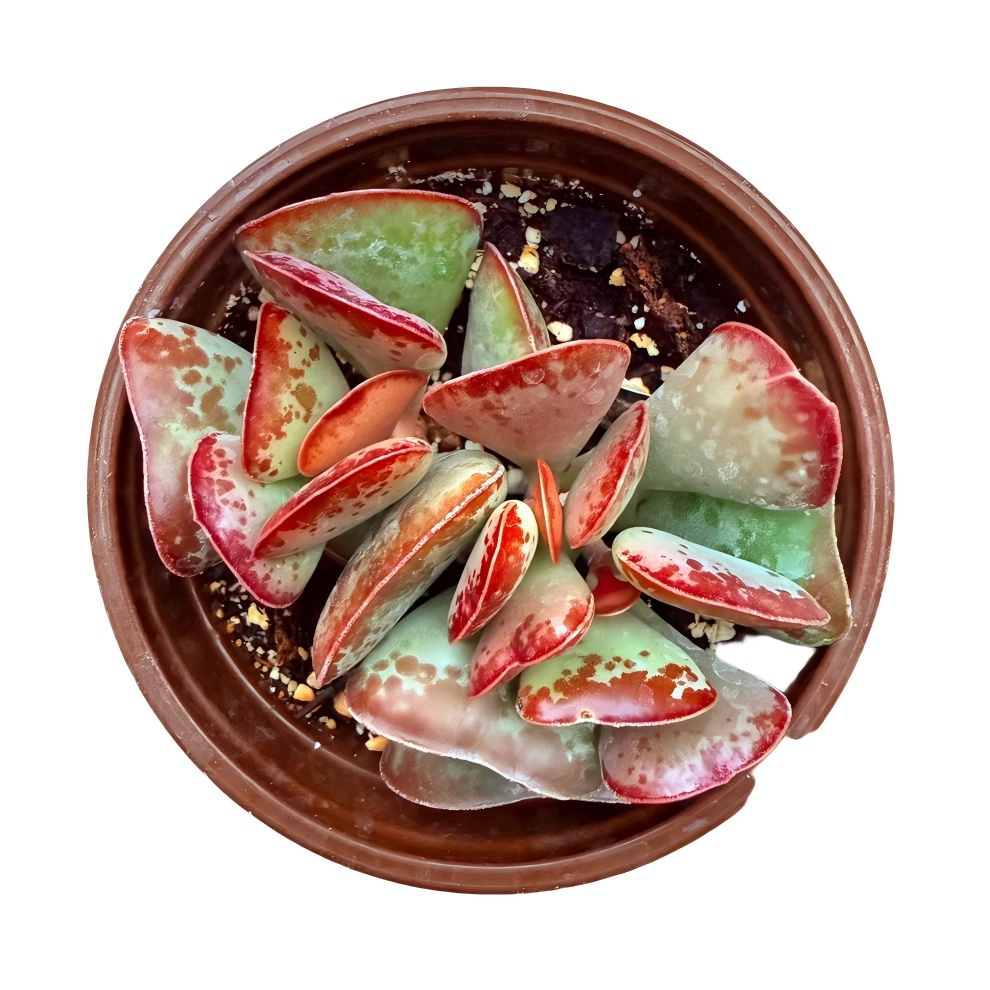 Calico Hearts Succulent – Adromischus Maculatus Live Plant in 2''–4'' Pot, Red Spotted Heart Leaf Rare Succulent