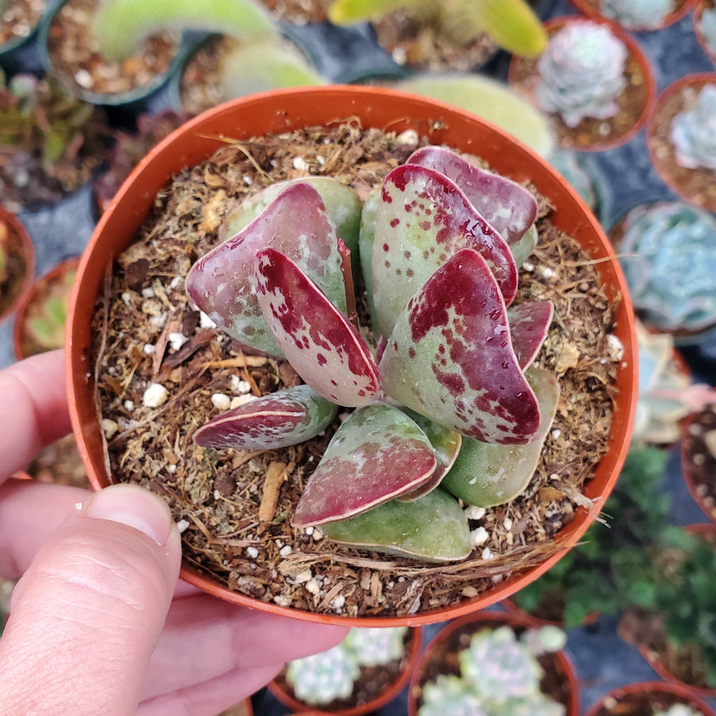 Calico Hearts Succulent – Adromischus Maculatus Live Plant in 2''–4'' Pot, Red Spotted Heart Leaf Rare Succulent