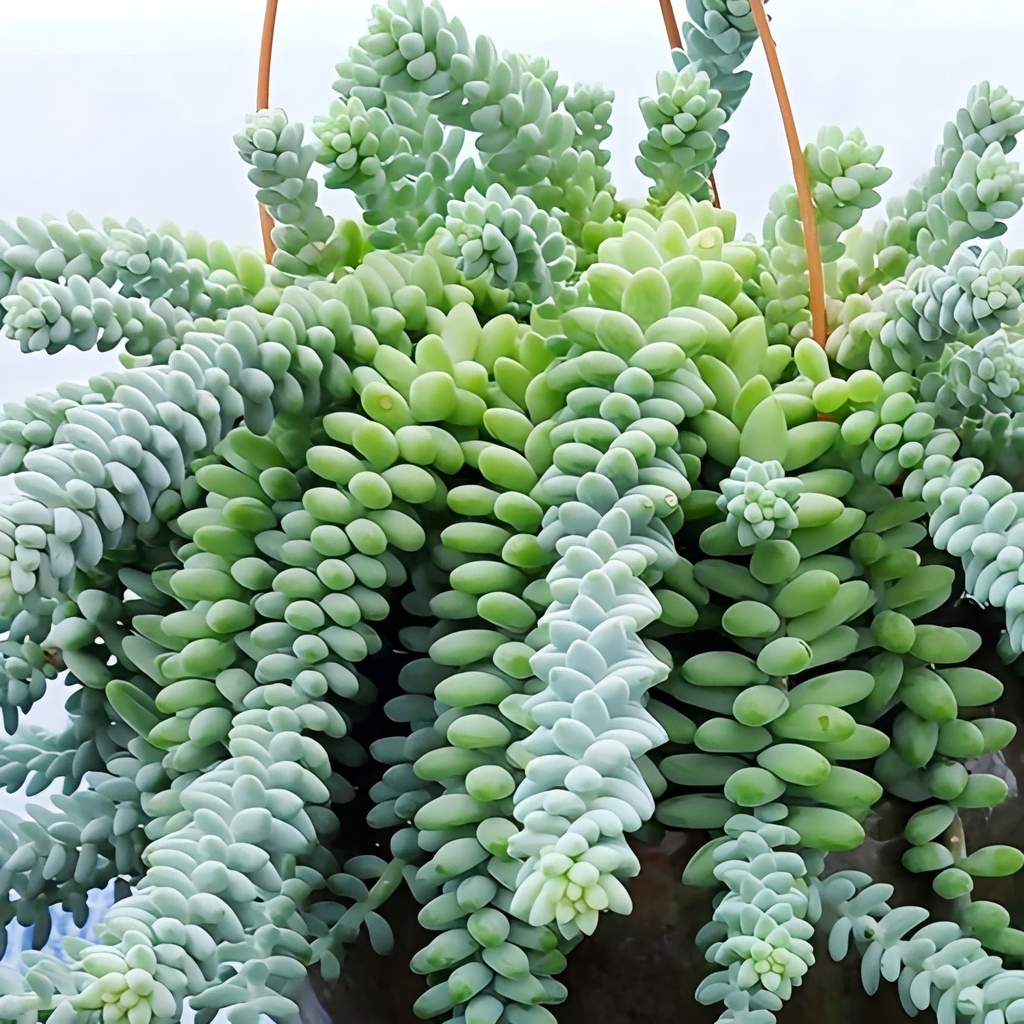 Burro’s Tail Succulent Plant – Live Sedum Morganianum Hanging Succulent in 2''–4'' Pot, Trailing Jelly Bean Plant for Indoor Decor