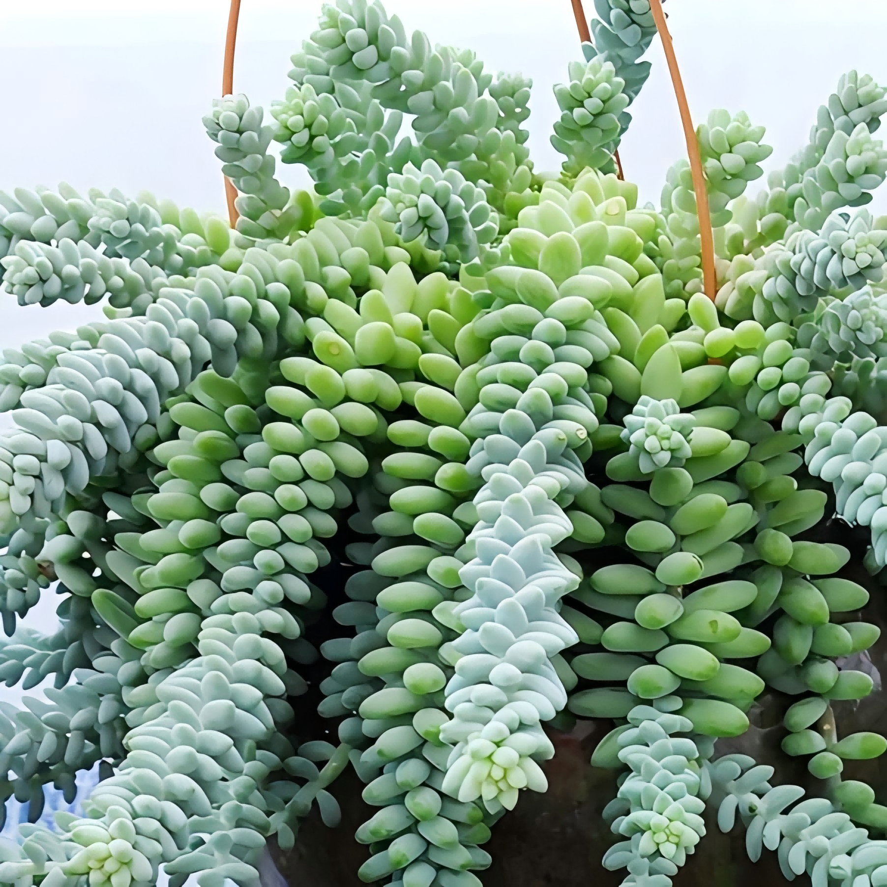 Burro’s Tail Succulent Plant – Live Sedum Morganianum Hanging Succulent in 2''–4'' Pot, Trailing Jelly Bean Plant for Indoor Decor