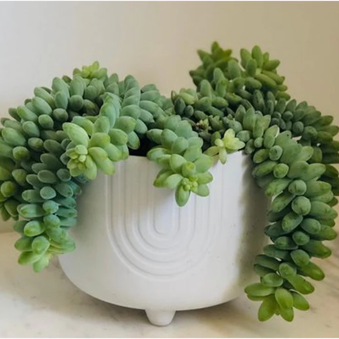Burro’s Tail Succulent Plant – Live Sedum Morganianum Hanging Succulent in 2''–4'' Pot, Trailing Jelly Bean Plant for Indoor Decor