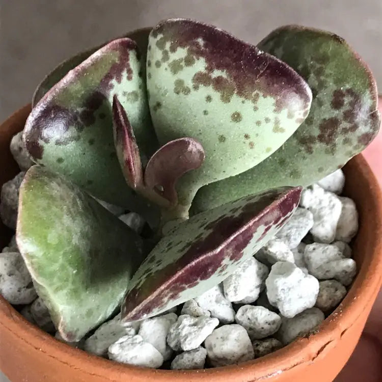 Calico Hearts Succulent – Adromischus Maculatus Live Plant in 2''–4'' Pot, Red Spotted Heart Leaf Rare Succulent