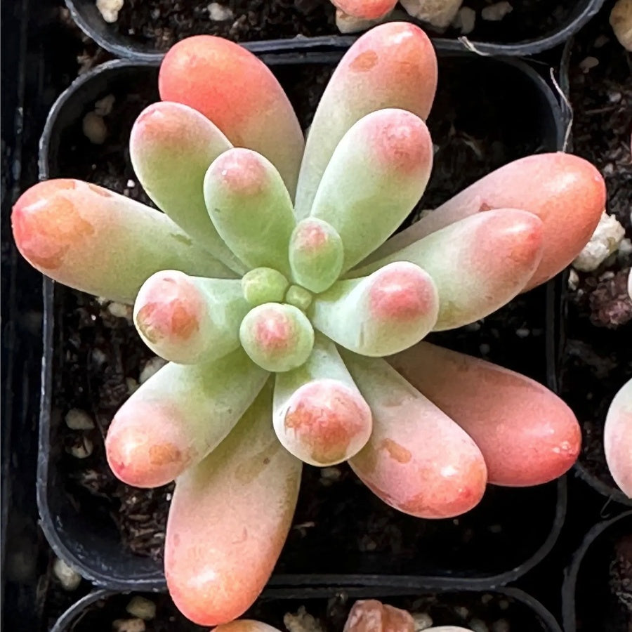Blush Jelly Succulent Plant – Live Sedum Pachyphyllum in 2''–4'' Pot, Soft Green Succulent with Pink Tips for Indoor Decor