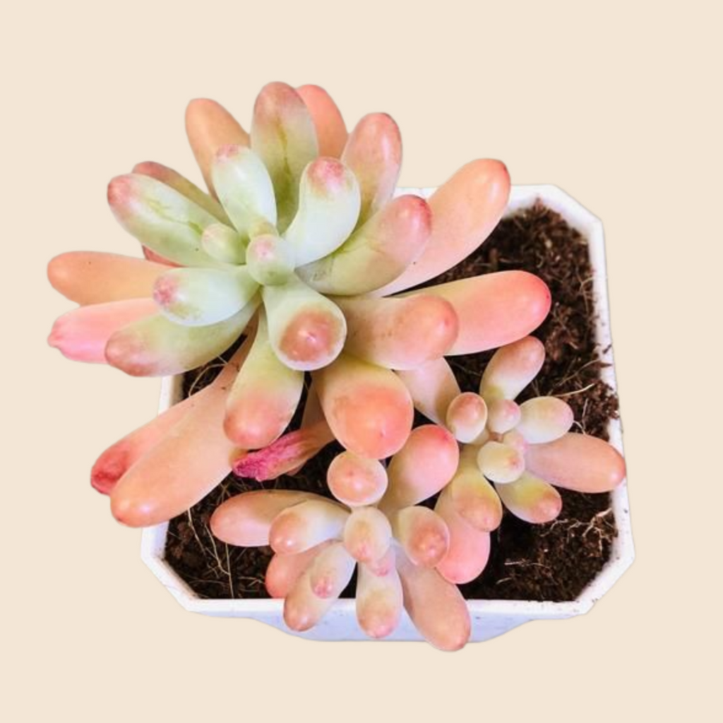 Blush Jelly Succulent Plant – Live Sedum Pachyphyllum in 2''–4'' Pot, Soft Green Succulent with Pink Tips for Indoor Decor