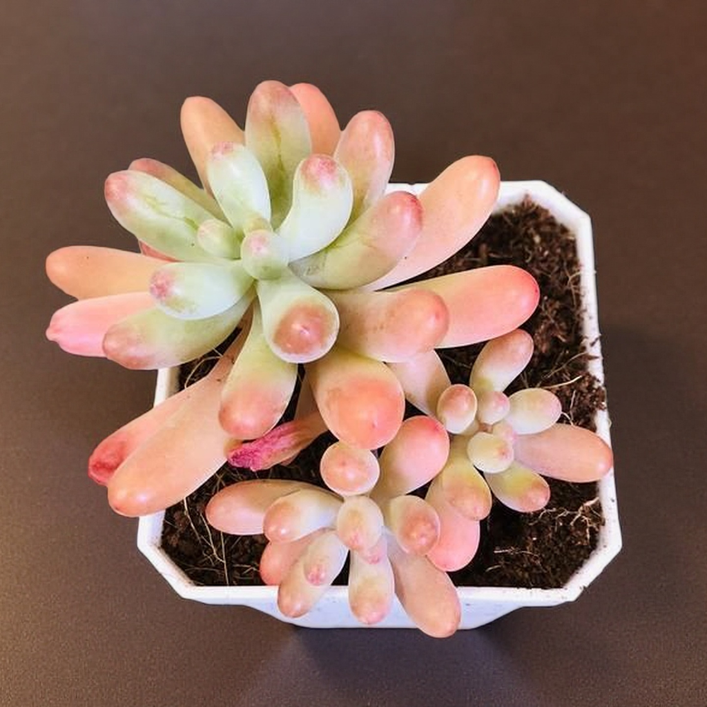 Blush Jelly Succulent Plant – Live Sedum Pachyphyllum in 2''–4'' Pot, Soft Green Succulent with Pink Tips for Indoor Decor