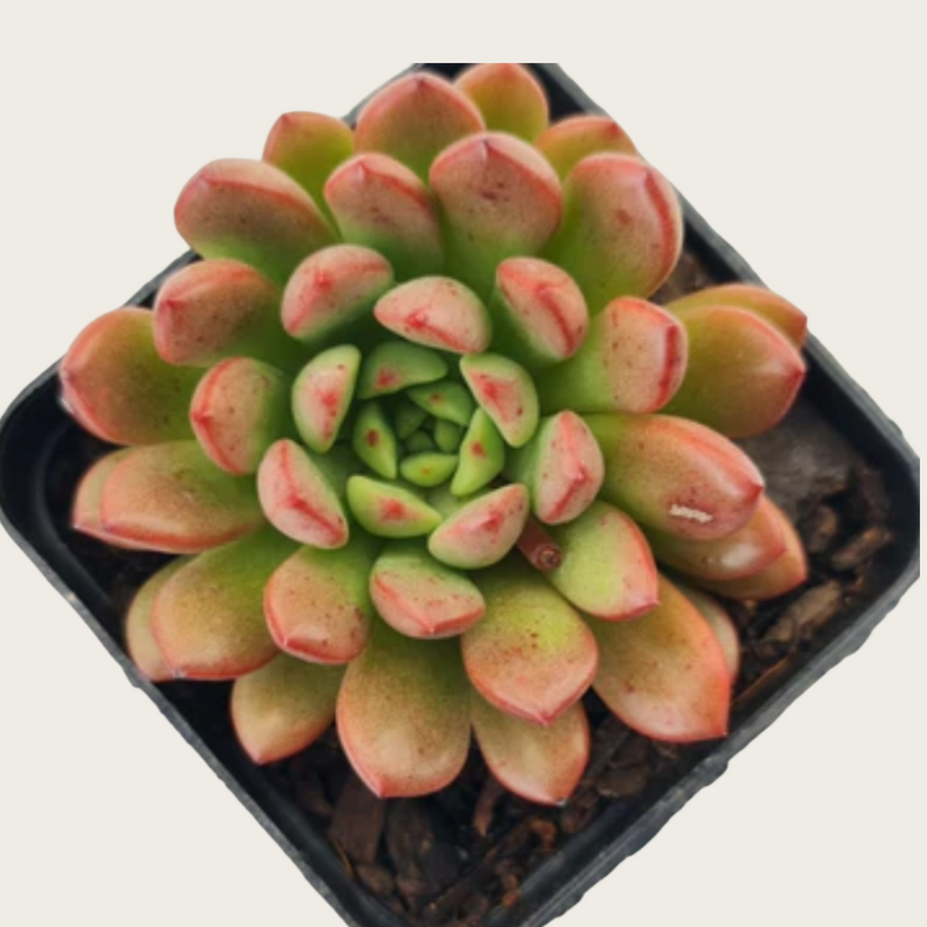Pink Ruby Succulent Plant – Live Graptoveria ‘Pink Ruby’ Cluster in 2''–4'' Pot, Red Blush Rosette Succulent for Indoor Decor