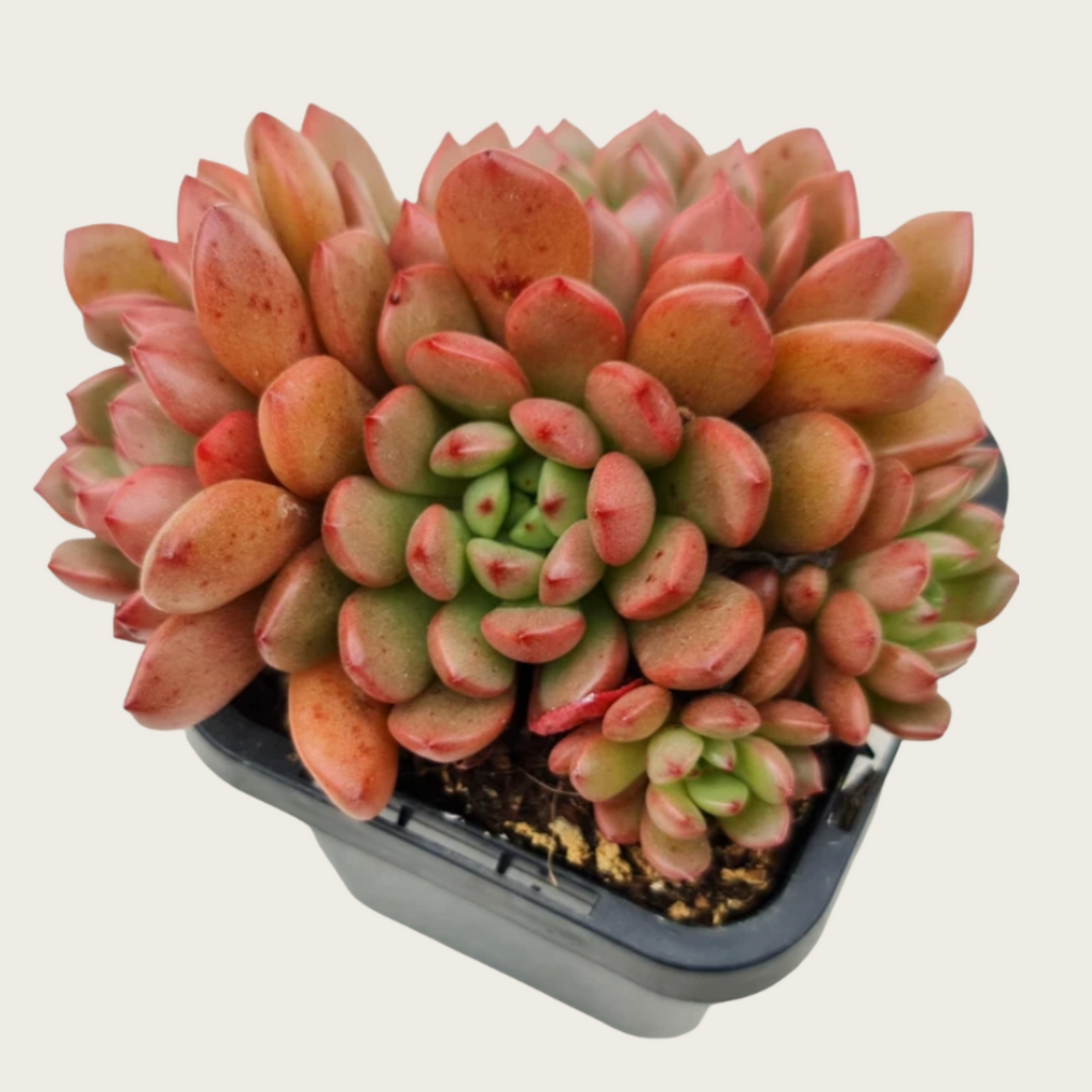 Pink Ruby Succulent Plant – Live Graptoveria ‘Pink Ruby’ Cluster in 2''–4'' Pot, Red Blush Rosette Succulent for Indoor Decor