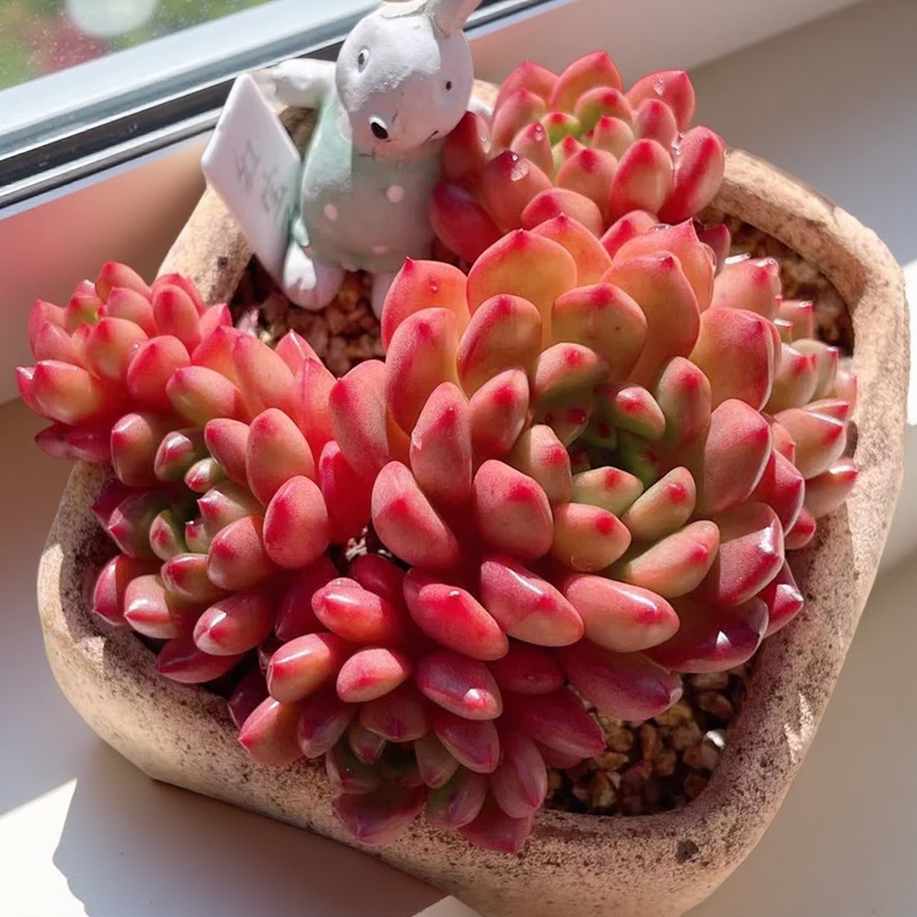 Pink Ruby Succulent Plant – Live Graptoveria ‘Pink Ruby’ Cluster in 2''–4'' Pot, Red Blush Rosette Succulent for Indoor Decor