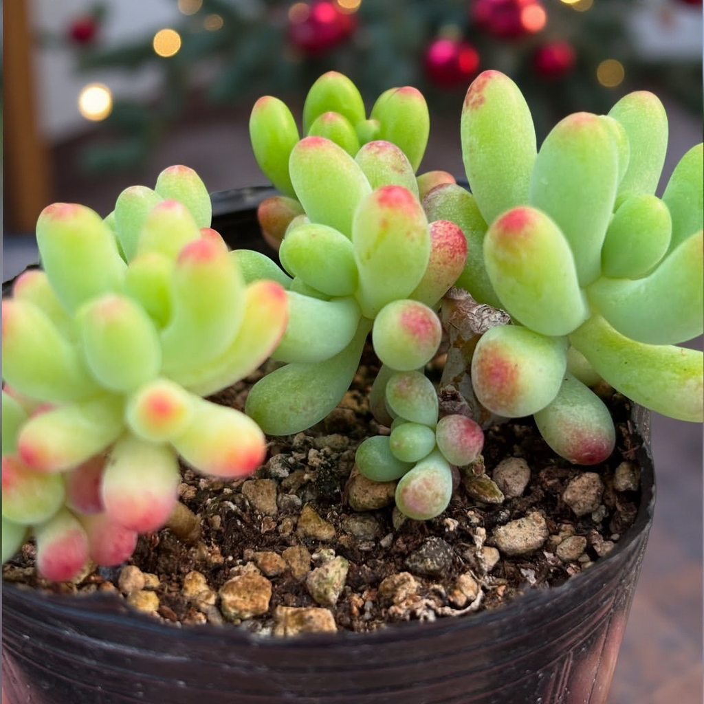Blush Jelly Succulent Plant – Live Sedum Pachyphyllum in 2''–4'' Pot, Soft Green Succulent with Pink Tips for Indoor Decor