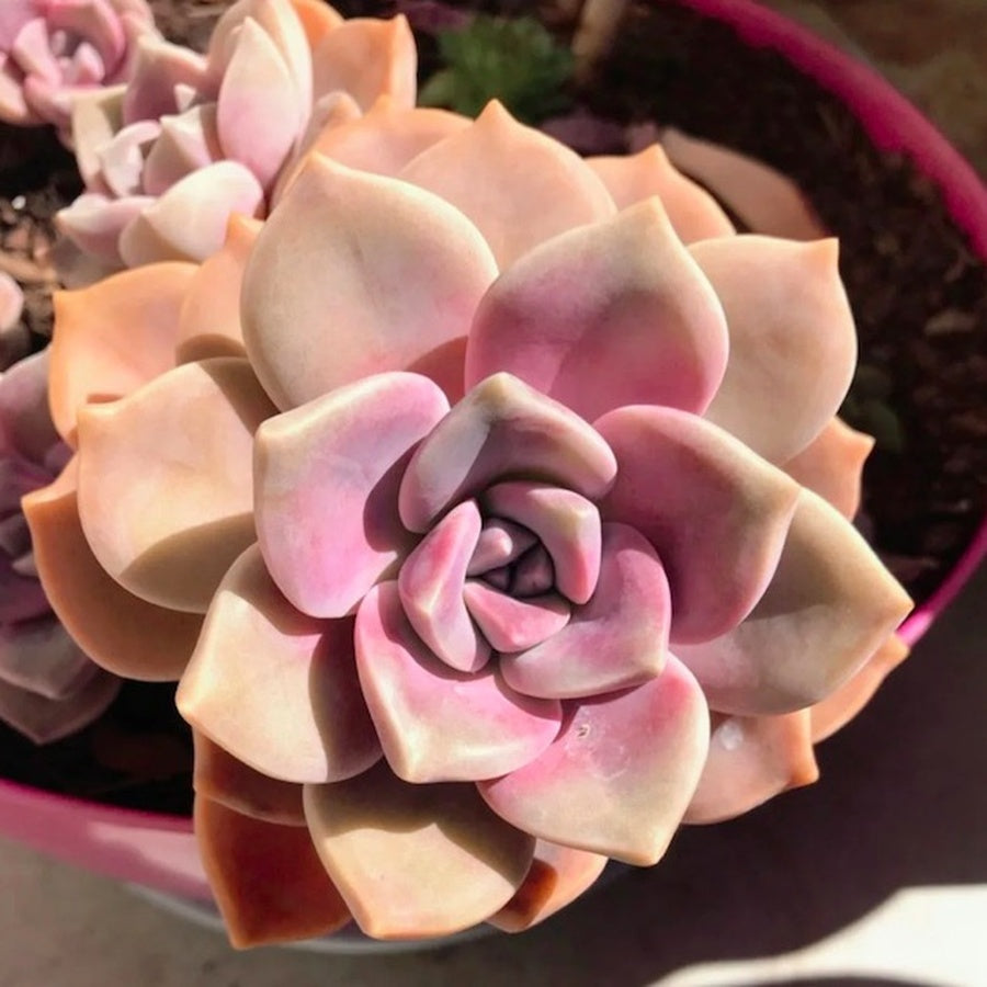 Pink Rose Succulent Plant – Live Echeveria Rosette Succulent in 2''–4'' Pot, Elegant Blush Succulent for Indoor Decor & Gift