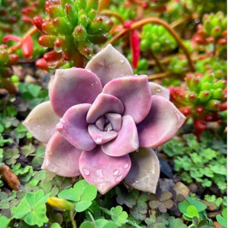 Pink Rose Succulent Plant – Live Echeveria Rosette Succulent in 2''–4'' Pot, Elegant Blush Succulent for Indoor Decor & Gift