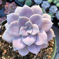 Pink Rose Succulent Plant – Live Echeveria Rosette Succulent in 2''–4'' Pot, Elegant Blush Succulent for Indoor Decor & Gift