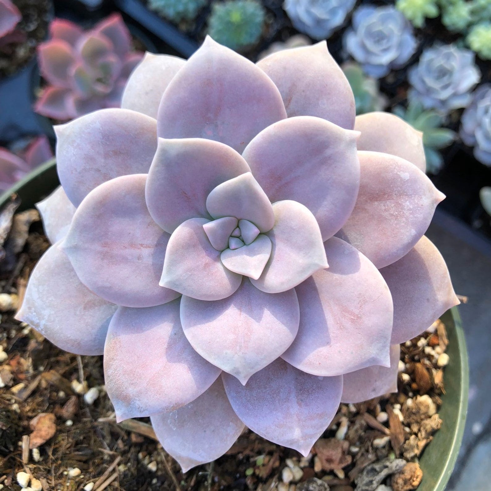 Pink Rose Succulent Plant – Live Echeveria Rosette Succulent in 2''–4'' Pot, Elegant Blush Succulent for Indoor Decor & Gift