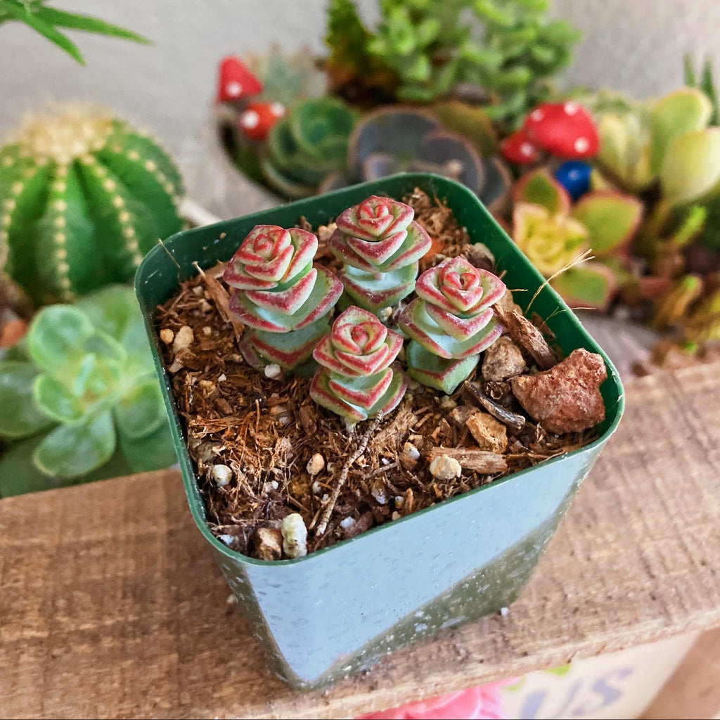 Crassula ‘baby necklace’ Succulent Plant – Live Mini Stacked Jade in 2''–4'' Pot, Unique Spiral Rosette Decor Plant
