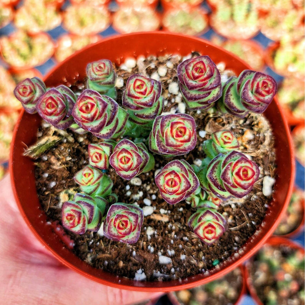 Crassula ‘baby necklace’ Succulent Plant – Live Mini Stacked Jade in 2''–4'' Pot, Unique Spiral Rosette Decor Plant