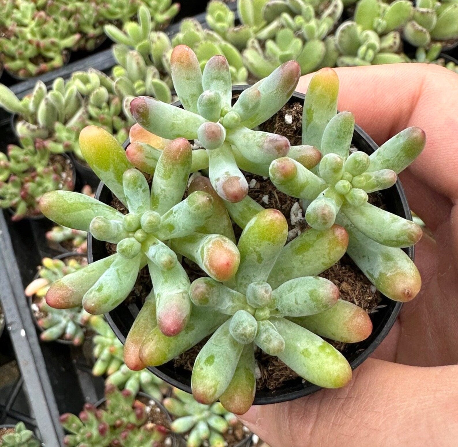 Blush Jelly Succulent Plant – Live Sedum Pachyphyllum in 2''–4'' Pot, Soft Green Succulent with Pink Tips for Indoor Decor