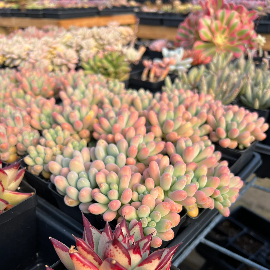 Blush Jelly Succulent Plant – Live Sedum Pachyphyllum in 2''–4'' Pot, Soft Green Succulent with Pink Tips for Indoor Decor