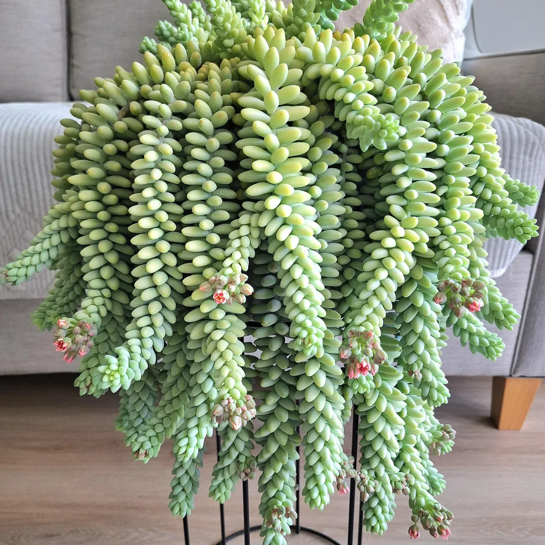 Burro’s Tail Succulent Plant – Live Sedum Morganianum Hanging Succulent in 2''–4'' Pot, Trailing Jelly Bean Plant for Indoor Decor