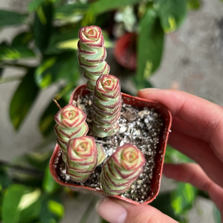 Crassula ‘baby necklace’ Succulent Plant – Live Mini Stacked Jade in 2''–4'' Pot, Unique Spiral Rosette Decor Plant