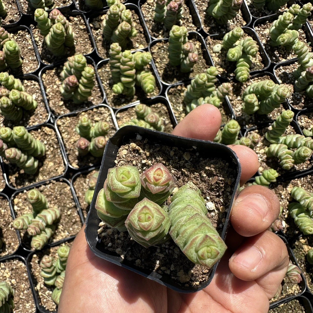 Crassula ‘baby necklace’ Succulent Plant – Live Mini Stacked Jade in 2''–4'' Pot, Unique Spiral Rosette Decor Plant