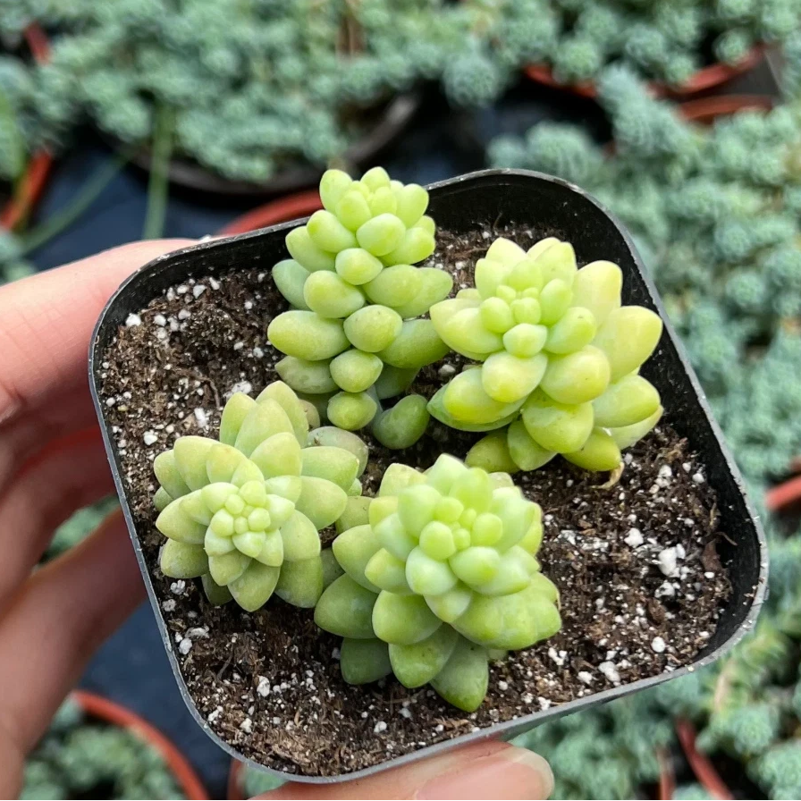 Burro’s Tail Succulent Plant – Live Sedum Morganianum Hanging Succulent in 2''–4'' Pot, Trailing Jelly Bean Plant for Indoor Decor