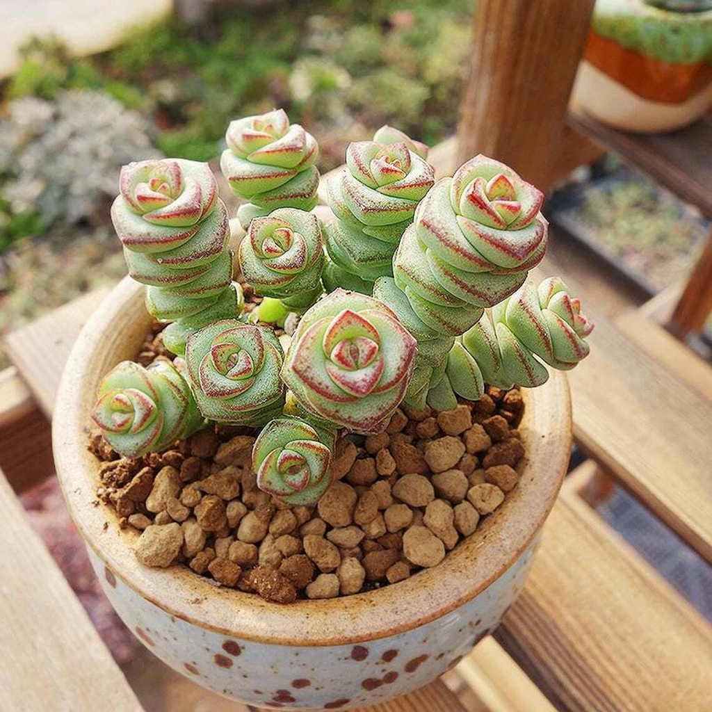 Crassula ‘baby necklace’ Succulent Plant – Live Mini Stacked Jade in 2''–4'' Pot, Unique Spiral Rosette Decor Plant