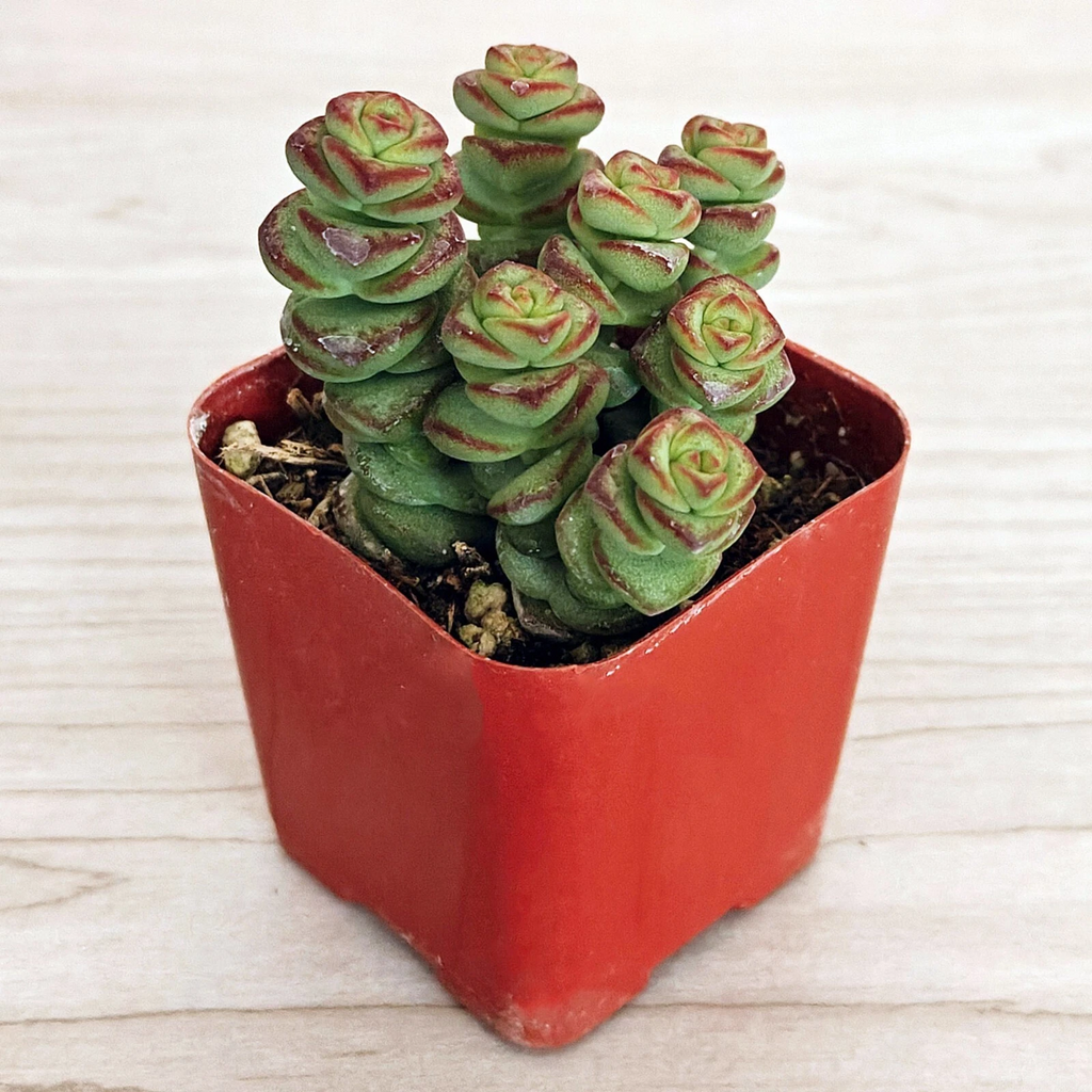 Crassula ‘baby necklace’ Succulent Plant – Live Mini Stacked Jade in 2''–4'' Pot, Unique Spiral Rosette Decor Plant