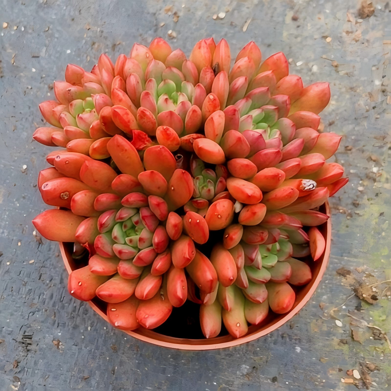 Pink Ruby Succulent Plant – Live Graptoveria ‘Pink Ruby’ Cluster in 2''–4'' Pot, Red Blush Rosette Succulent for Indoor Decor