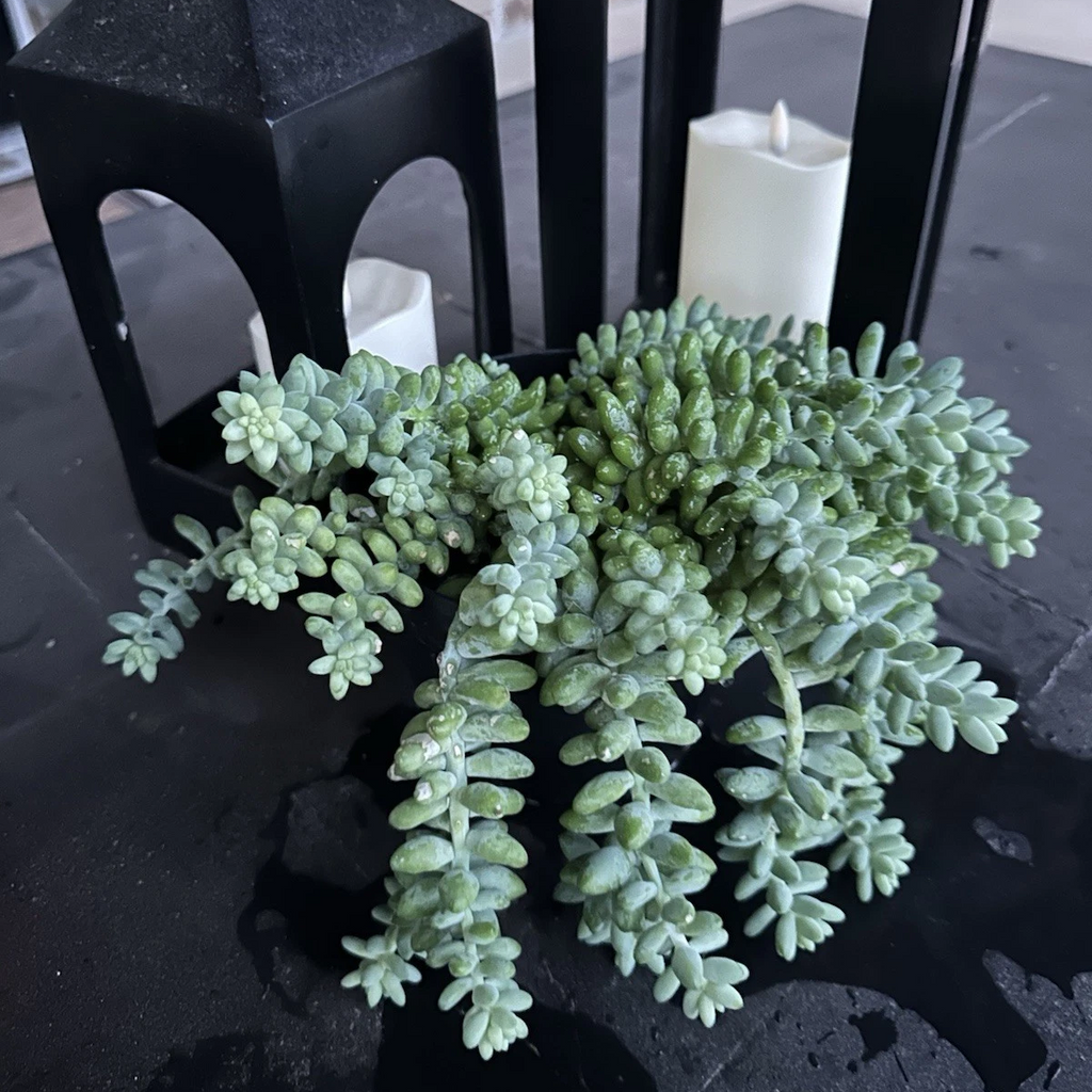 Burro’s Tail Succulent Plant – Live Sedum Morganianum Hanging Succulent in 2''–4'' Pot, Trailing Jelly Bean Plant for Indoor Decor