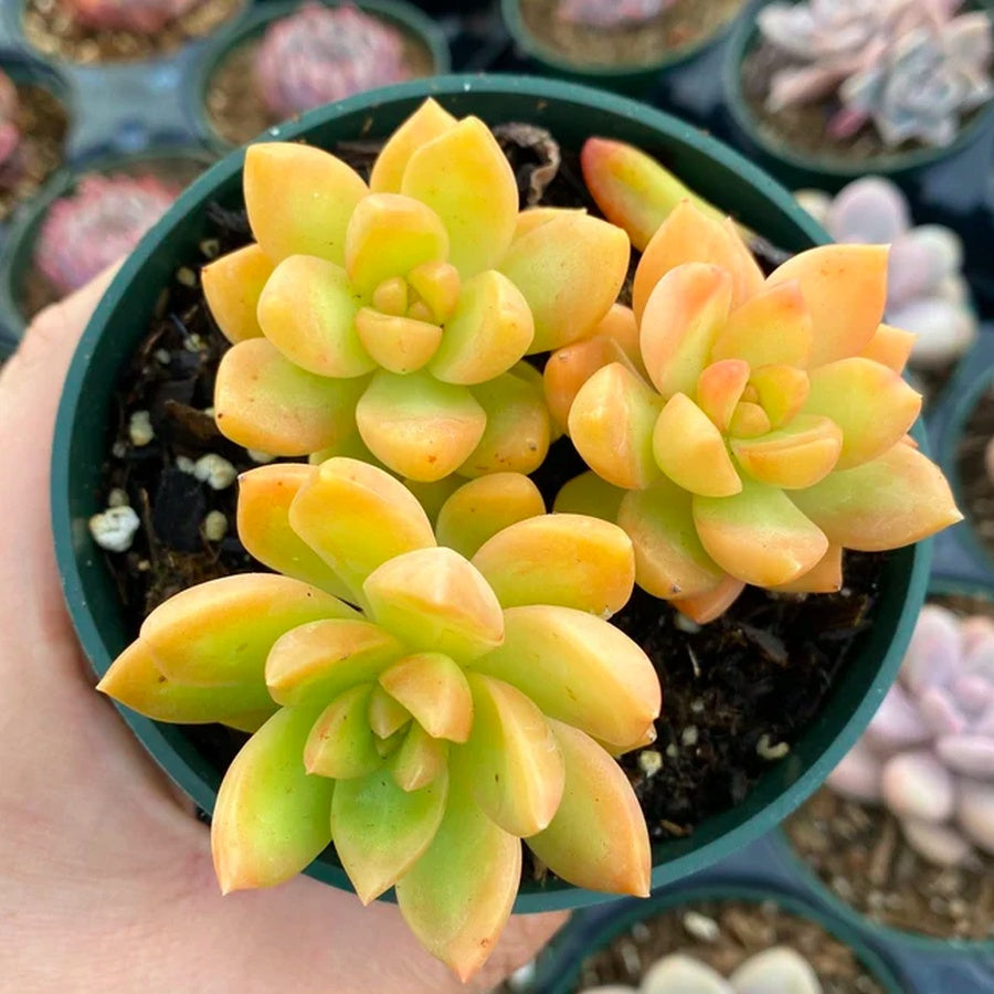 Golden Glow Succulent Plant – Live Sedum Adolphii in 2''–4'' Pot, Yellow Orange Rosette Succulent for Indoor Decor & Gift
